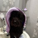 펫플러스라이프 | 강아지 산책·여행 잦으면 드라이가 제일 스트레스였던 이유 (내돈내산)디클펫 펫드라이룸