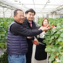 싱싱딸기 이미지