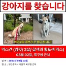 강아지를 찾습니다 부산 북구청 또는 모라 근처 이미지