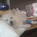 김태화동물병원 이미지