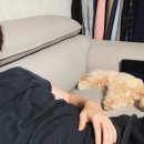 댕댕이지 이미지