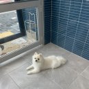 귀빈펫살롱 이미지