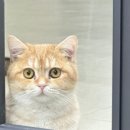 야옹이네 고양이카페 네이버블로그