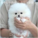 광주강아지분양고양이분양도로시펫