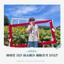 해바라기 태권도 | 아이랑 서산 하솔 마을 해바라기 실시간 다녀온 후기