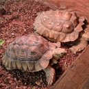 동물다방 이미지