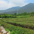 선화네푸소
