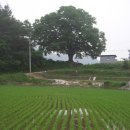 느티나무 그늘아래 평상 이미지