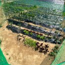 홍이네농장 이미지