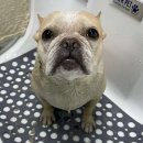 펫실장 광장점 이미지