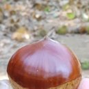 알밤농장 이미지