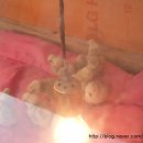 뽕이랑 귀농이랑 이미지