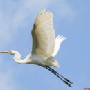 학-비상 이미지