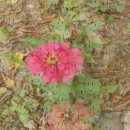 도마스시 이미지