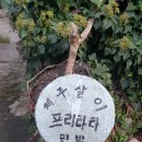 제주민박프리타타 이미지