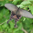 7월9일 화요일 오늘의 나비 🦋 이미지