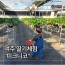 일건농장 | 경기도 양평 여주 겨울방학 아이와 실내가볼만한 곳 딸기체험 농장 피크니코 내돈내산 후기