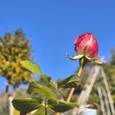 영랑생가 (강남교회) 이미지