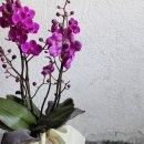 친환경 보자기 포장법 이미지