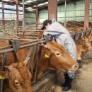 백신농장 이미지