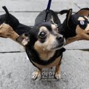 똥강아지 이미지