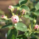 장미수퍼 이미지