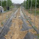 바보농장 이미지