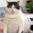 행복한고양이 네이버블로그
