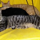 옹기종기 이미지