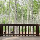 빛-자작나무 이미지