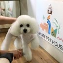 나나리펫하우스 | [후기] &#39;씻겨 드려요!&#39; 샤워 이벤트 후기!