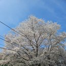 파주국제유치원 | 국제청년센터 유기견 봉사활동 참여 후기