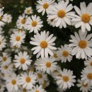 구절초로 이미지