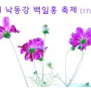 남지 백일홍 축제 이미지