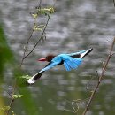 흰목물총새 White-throated Kingfisher 이미지