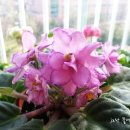 바이올렛 이미지