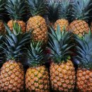 파인애플 이미지
