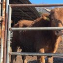 황금족보 이미지