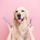 24시애견미용 이미지