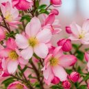 ❤️내장산 단풍 축제10월28일 ~ 11월30일까지 합니다💚 이미지