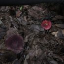 다색벚꽃버섯 - 수미산 이미지