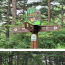 제 206차 9월06일 (일요일) 대자연이 살아 숨 쉬는 대관령 명품 금강소나무 숲길 트레킹 이미지