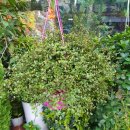 수원시 팔달구 팔달문로81번길 이미지