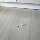 선부광장남로1L | 마루바닥찍힘 부분보수로 보증금 지킨 현장후기!