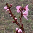 꽃이될개 이미지