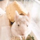 덕천동물의료센터 이미지