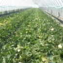 채원농장 이미지