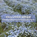 해변공원 야외화장실 멀티A | 가볼만한 곳 벚꽃, 네모필라, 카피바라 “우미노나카미치 해변공원”(가는법/가격정보/지도/추천코스)