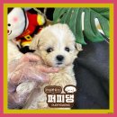 퍼피댕 강아지분양 안심분양소 광명점 말티푸 미니비숑 토이푸들 이미지