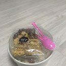 요거트아이스크림의정석옥계산동점